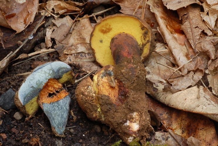 Boletus pulverulentus da confermare.